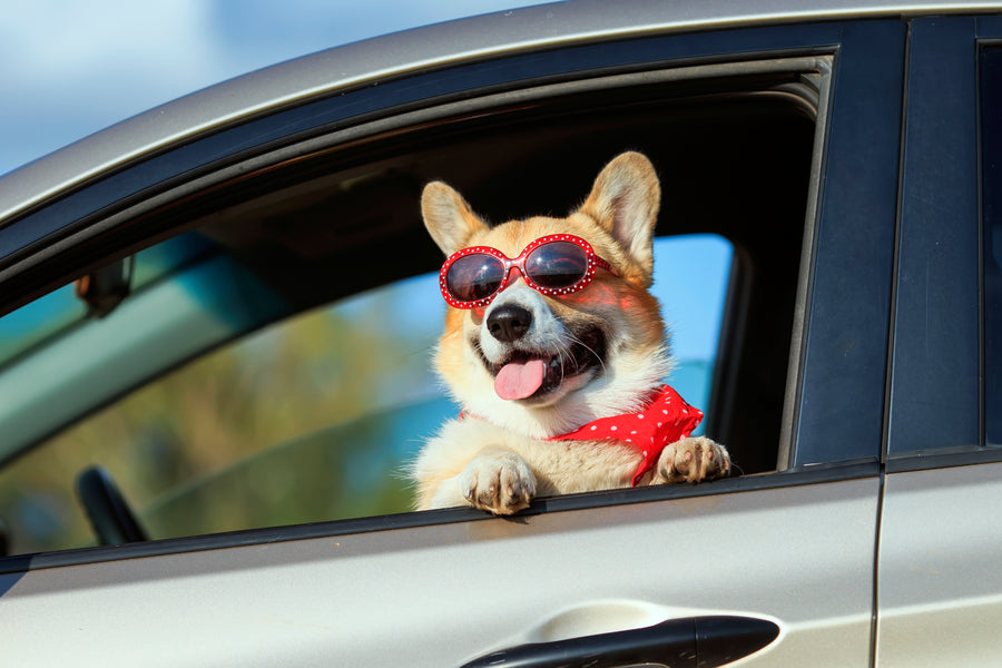 Dog Car Accessories to Keep Your Pup Safe and Comfortable