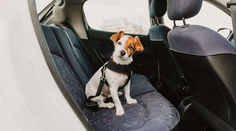 Buckle Up! Keep Your Dog Safe with the Right Dog Seat Belt