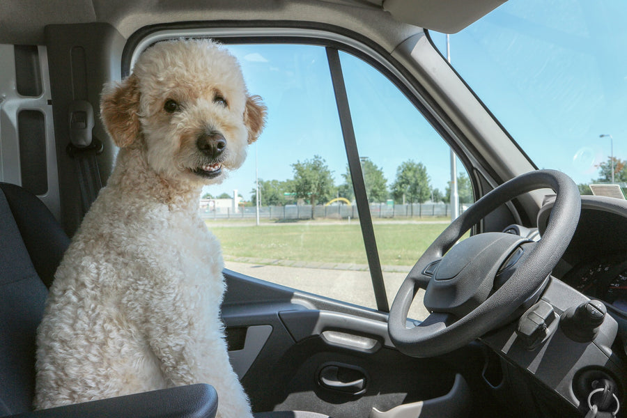 Dog Car Safety: 4 Ways to Secure Your Dog on Your Next Trip