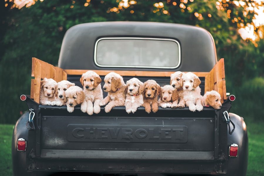 How to Transport Your New Puppy in the Car Safely
