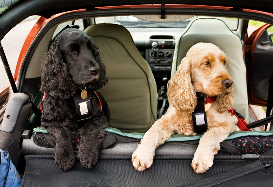 Pro and Cons Of Harnesses vs Collars: Which Is Best For Your Dog?