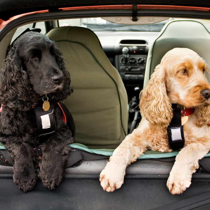 Pro and Cons Of Harnesses vs Collars | cocker spaniels in car