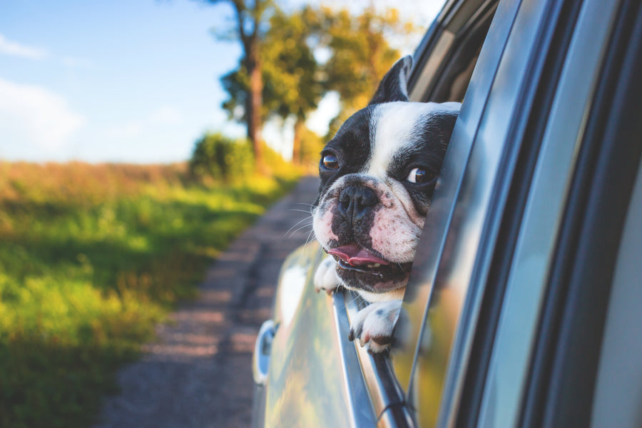 How to Choose the Right Dog Car Harness