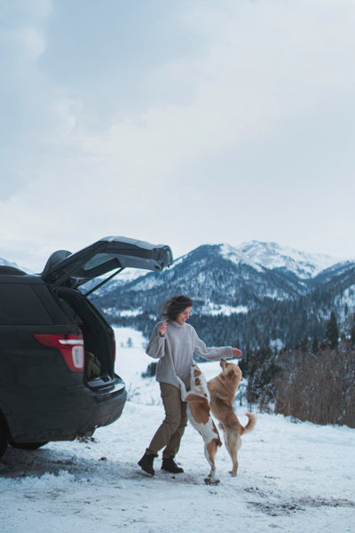 20 Road Trip Tips for Traveling with Your Dog